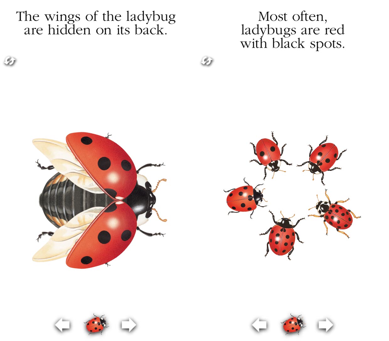 Ladybug for iPhone and iPad review: Learn about ladybugs in a fun and