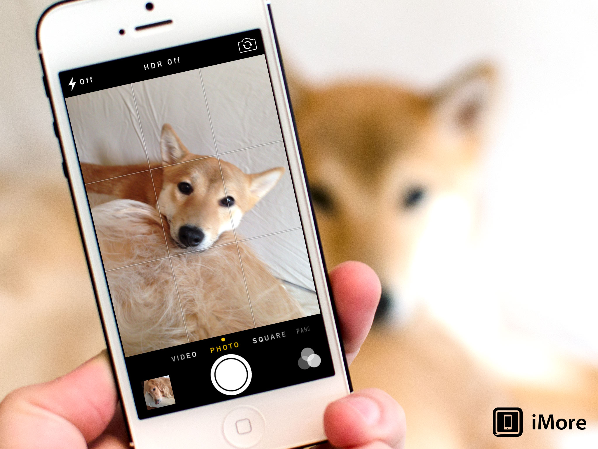 How to enable grid lines in the iOS 7 Camera app