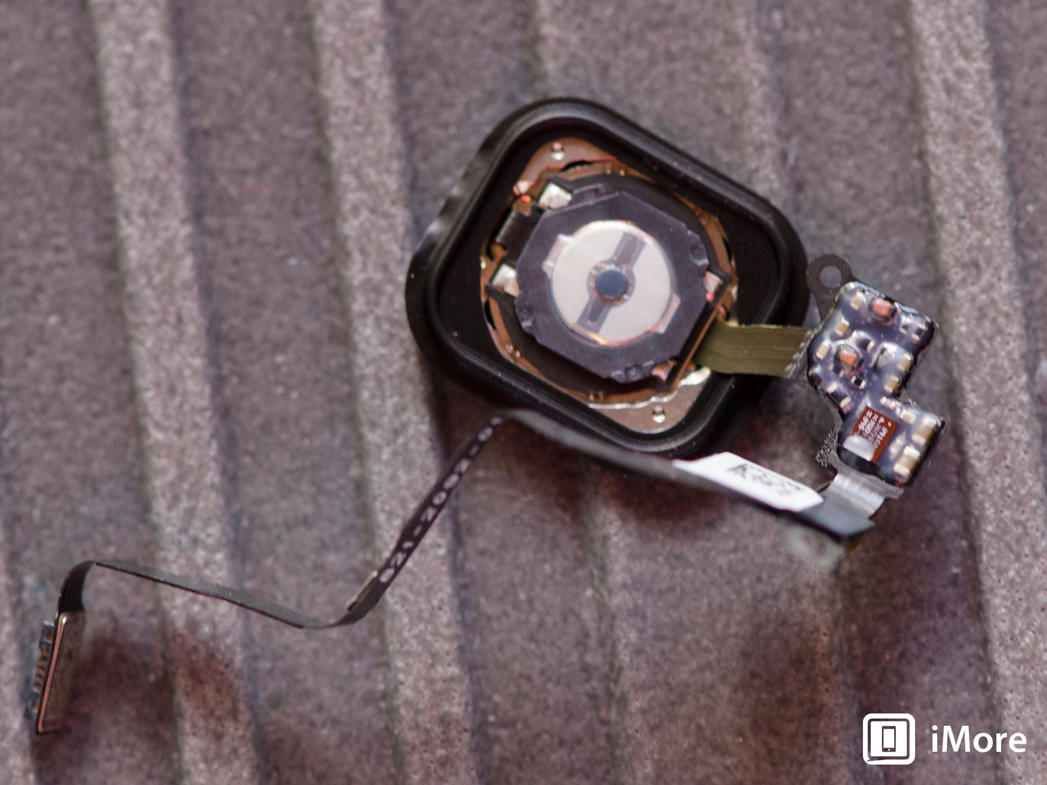 A closeup of the Touch ID sensor cable itself and Home button assembly