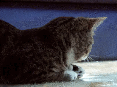 A GIF showing a cat turning its head. My face has been superimposed over the cat&#39;s face.