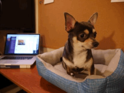 A chihuahua bobs his head in an animated GIF.
