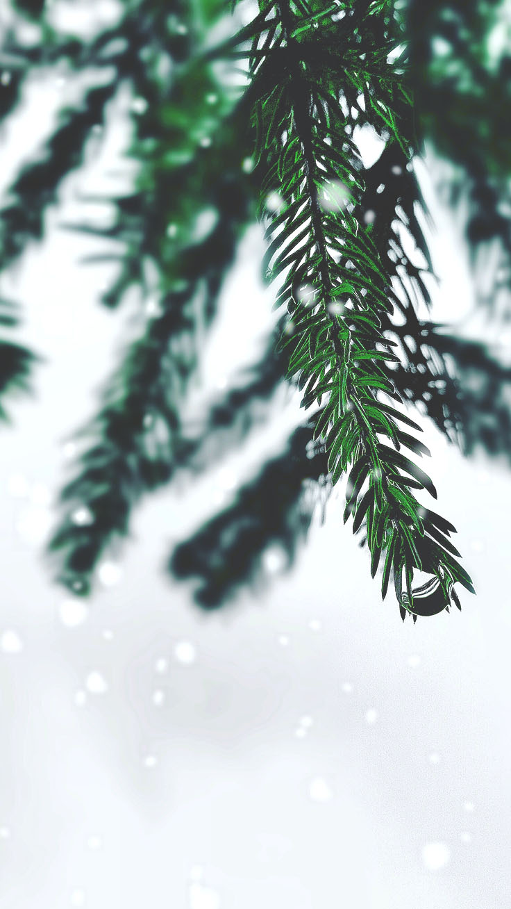 Holiday pine tree covered in snow