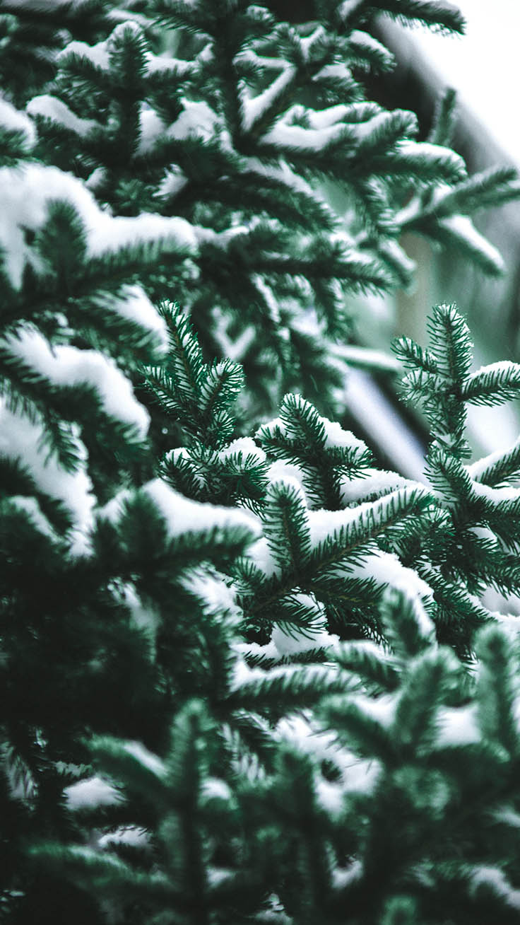 Pine Tree covered in snow