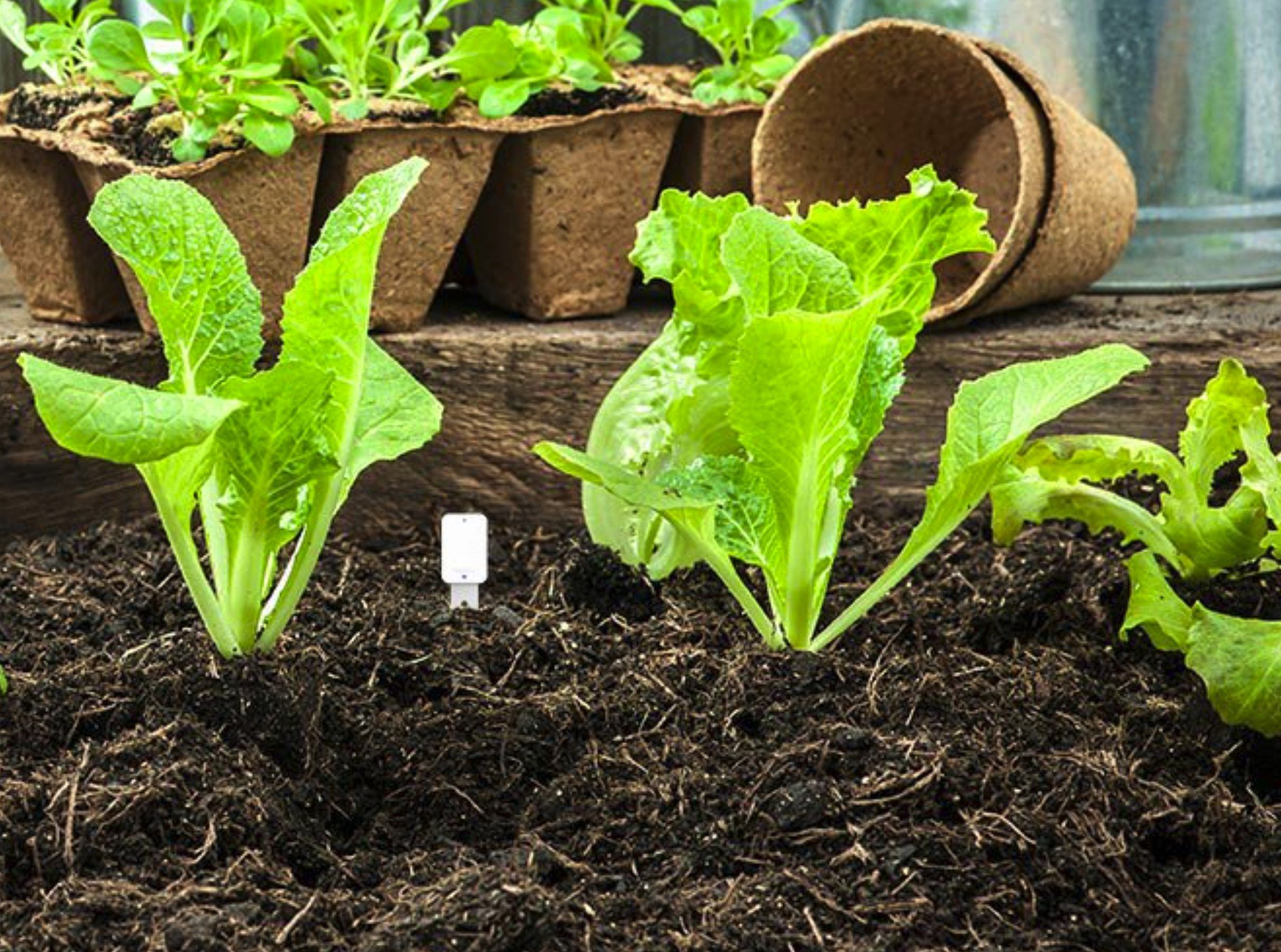 Votion Soil Sensor installed in a garden