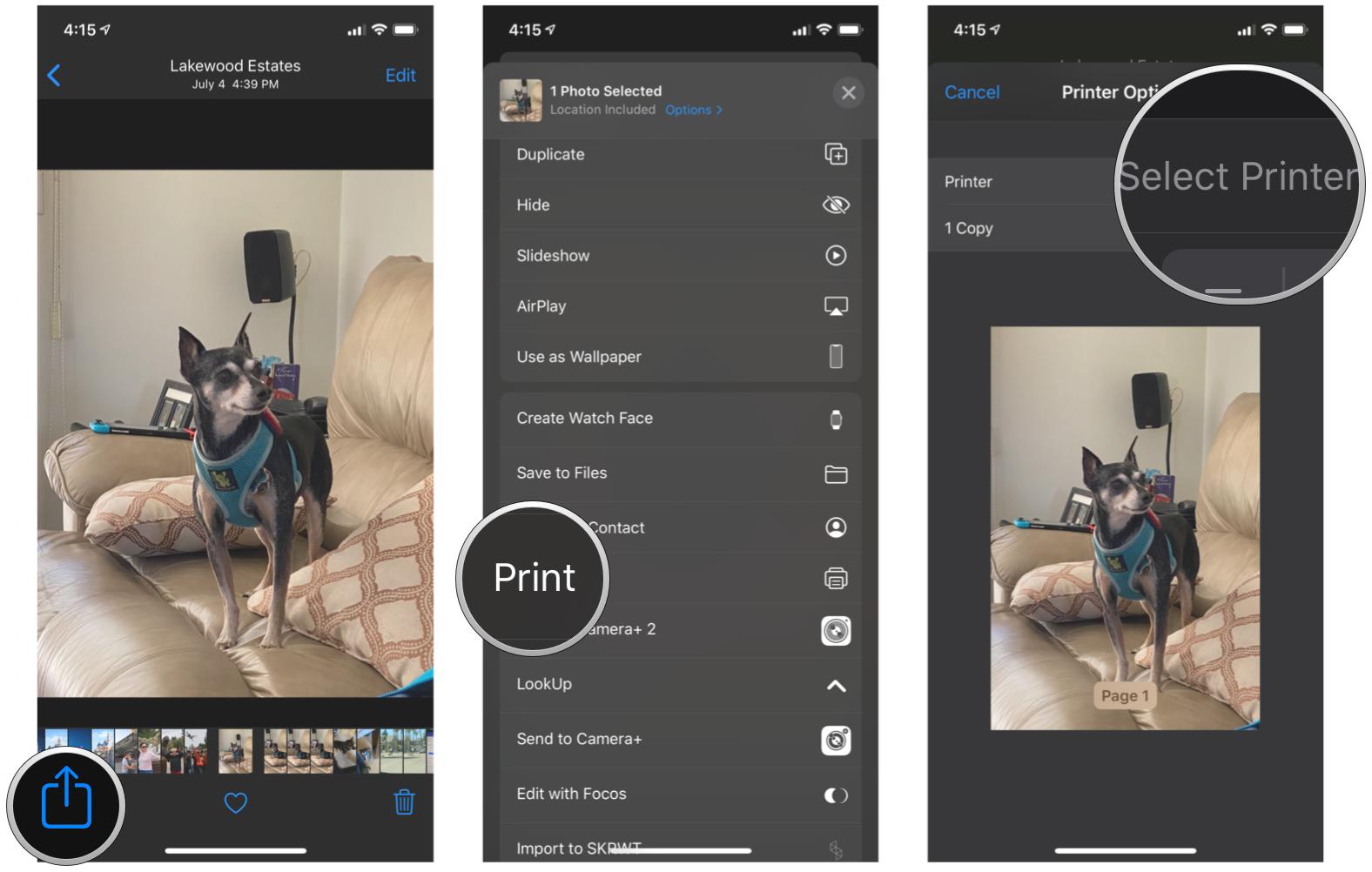 How to print photos from the Photos app on iPhone and iPad by showing steps: tap Share, select Print, if you have an AirPrint compatible printer, tap Select Printer