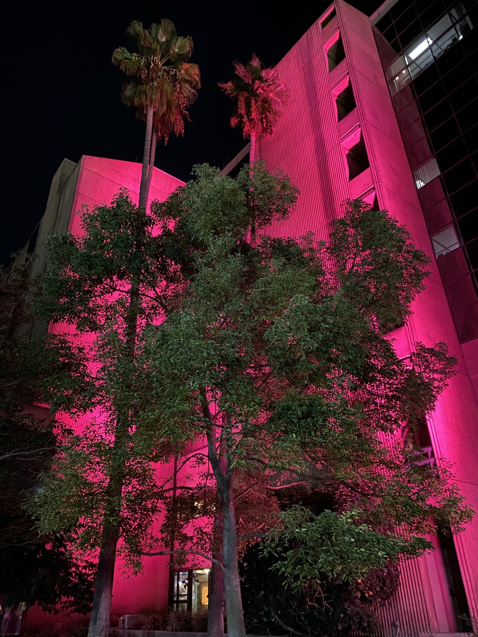 Tree in front of lighted up building