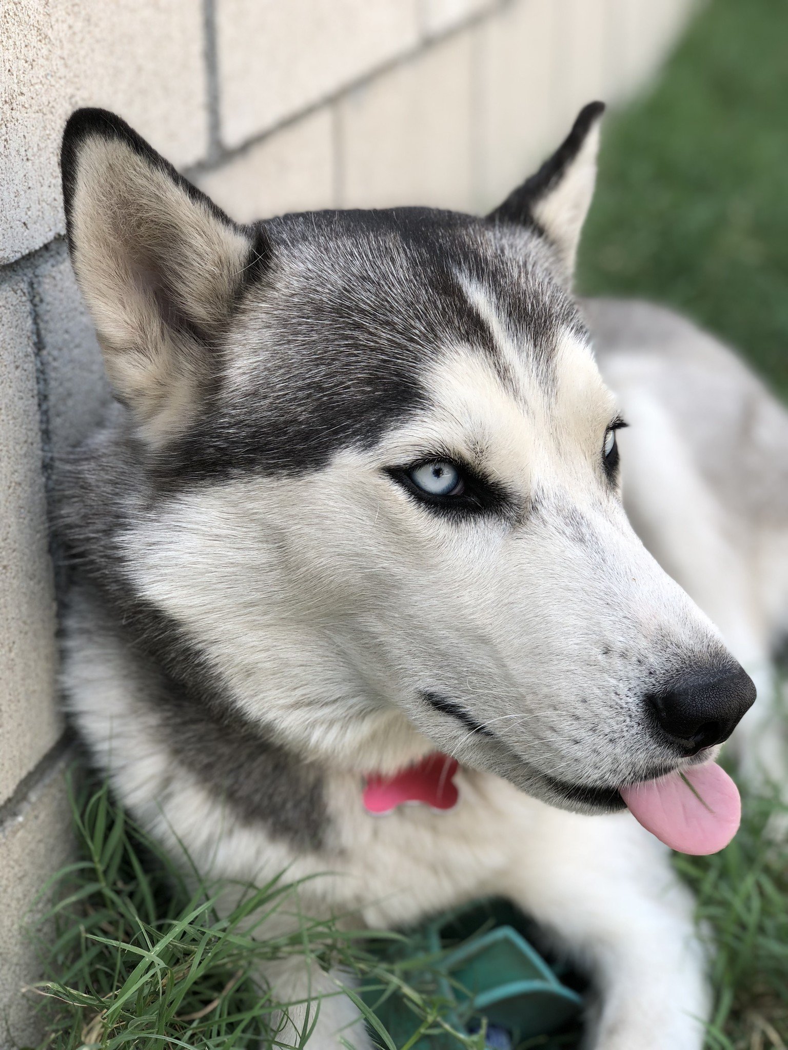 Wolf sticks his tongue out