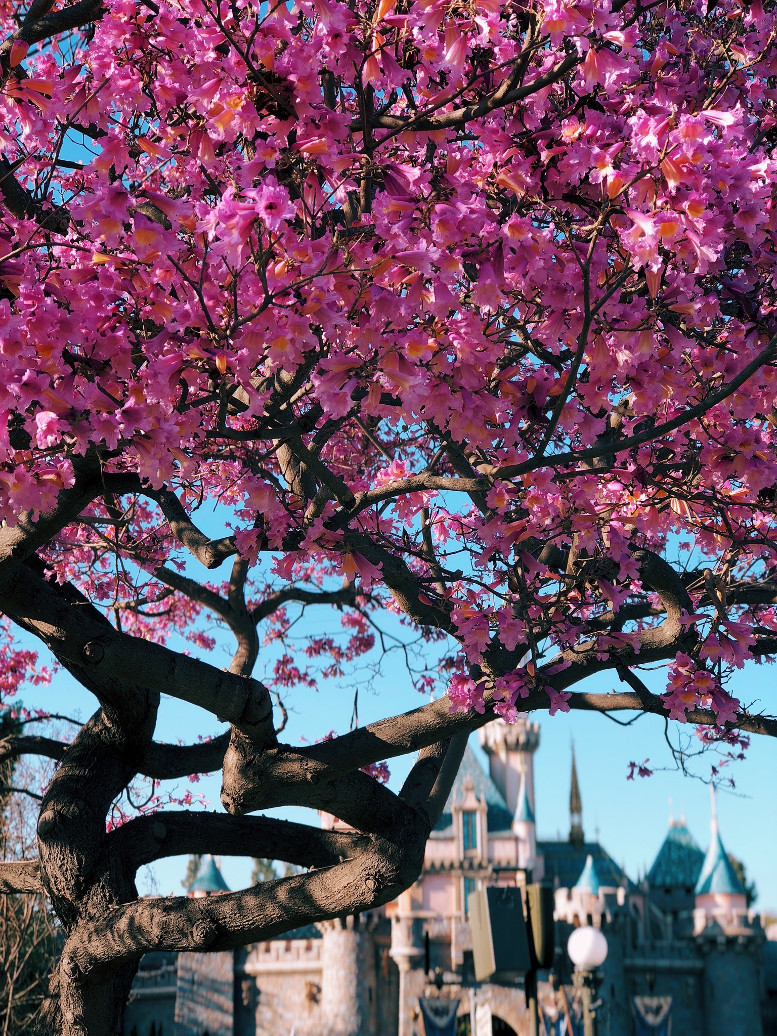 Cherry blossoms Disneyland castle