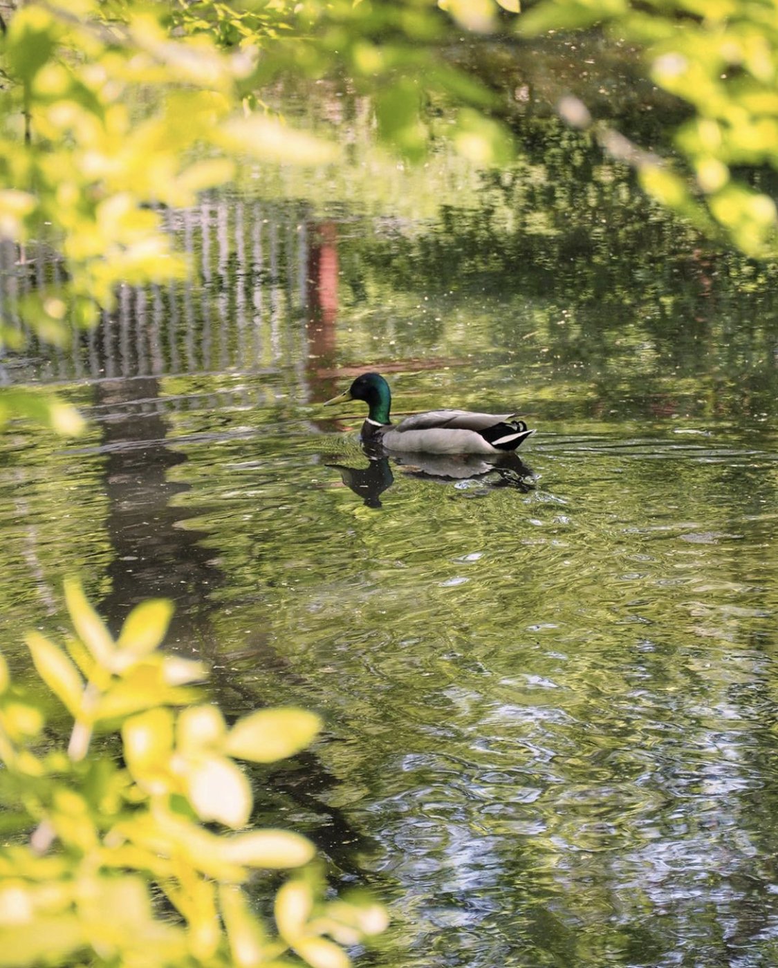 Mallard Duck Swiming In A Pond