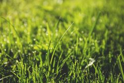 Save Water and Improve Your Lawn With a Smart Sprinkler System