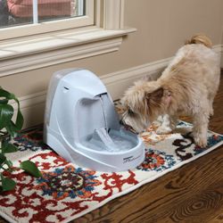 Should you get a self-filling water dish for your pet?
