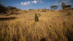 Apple teams up with Conservation International to save African grasslands