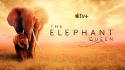 Fall in love with 'The Elephant Queen' on Apple TV+