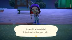 Spiders and crickets and wasps, oh my! How to catch bugs in Animal Crossing