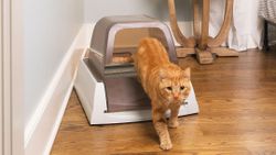 Don't clean your cat box the old-fashioned way — get a self-cleaning one!