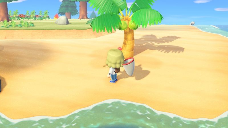 Animal Crossing New Horizons Coconuts