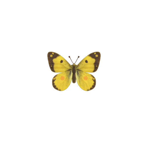 Animal Crossing New Horizons Yellow Butterfly