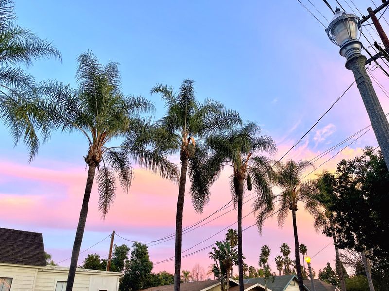 Palm Trees Sunset Sky Darkroom Edit