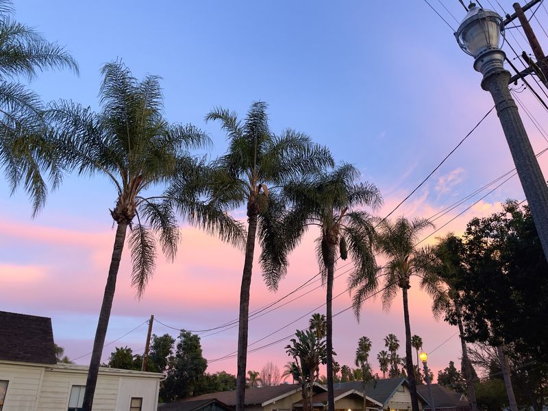 Palm Trees Sunset Sky Raw Darkroom Edit