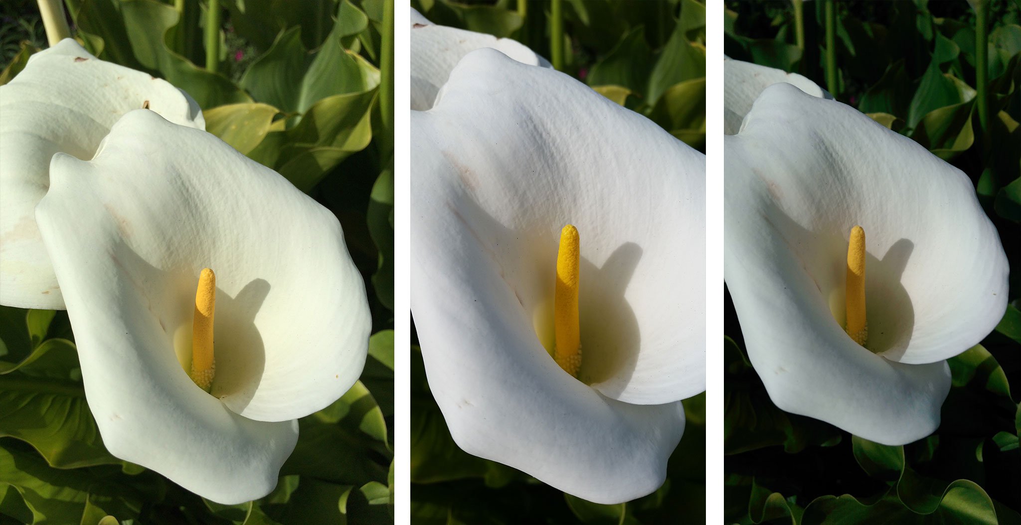 iPhone 5s vs. Galaxy S5 vs. HTC One M8: Macro and closeup photography